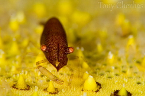 Sea Star Shrimp by Tony Cherbas 